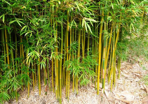 Forest To Fashion – The Bamboo Clothing Journey